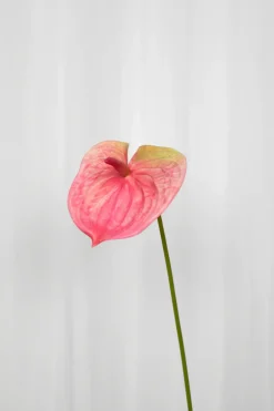 Artificial Flowers - Rose Anthurium