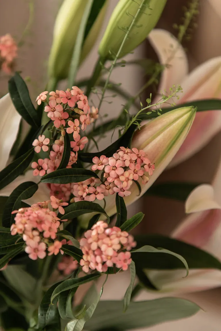 Evelyn Vase - Clear Small